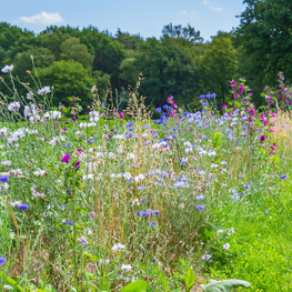 Duurzame biodiversiteitsmonitoring 