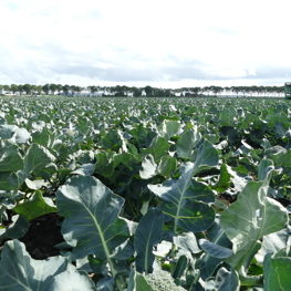 Smart Farming Broccoli