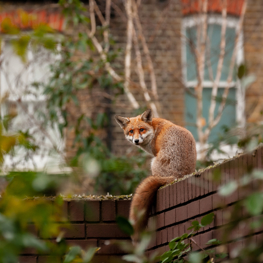 Biodiversiteit in de stad